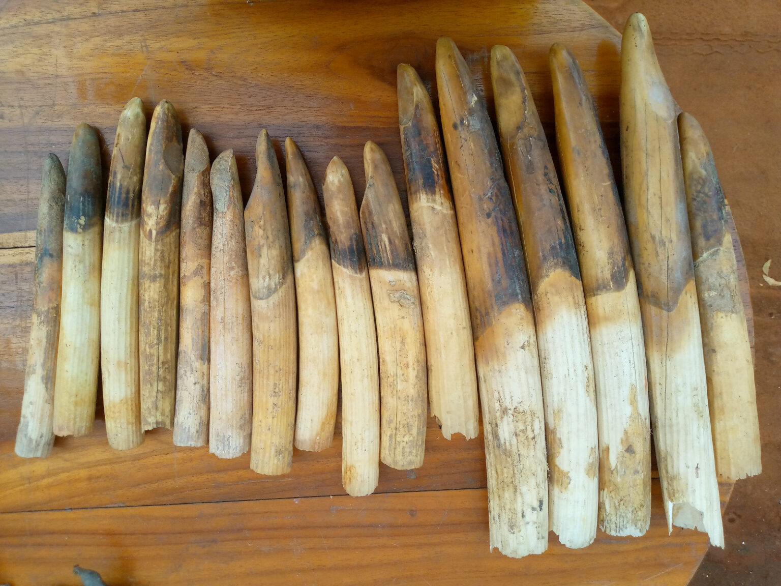 Déclin considérable des hippopotames en Afrique : De la nécessité de mettre fin au crime faunique