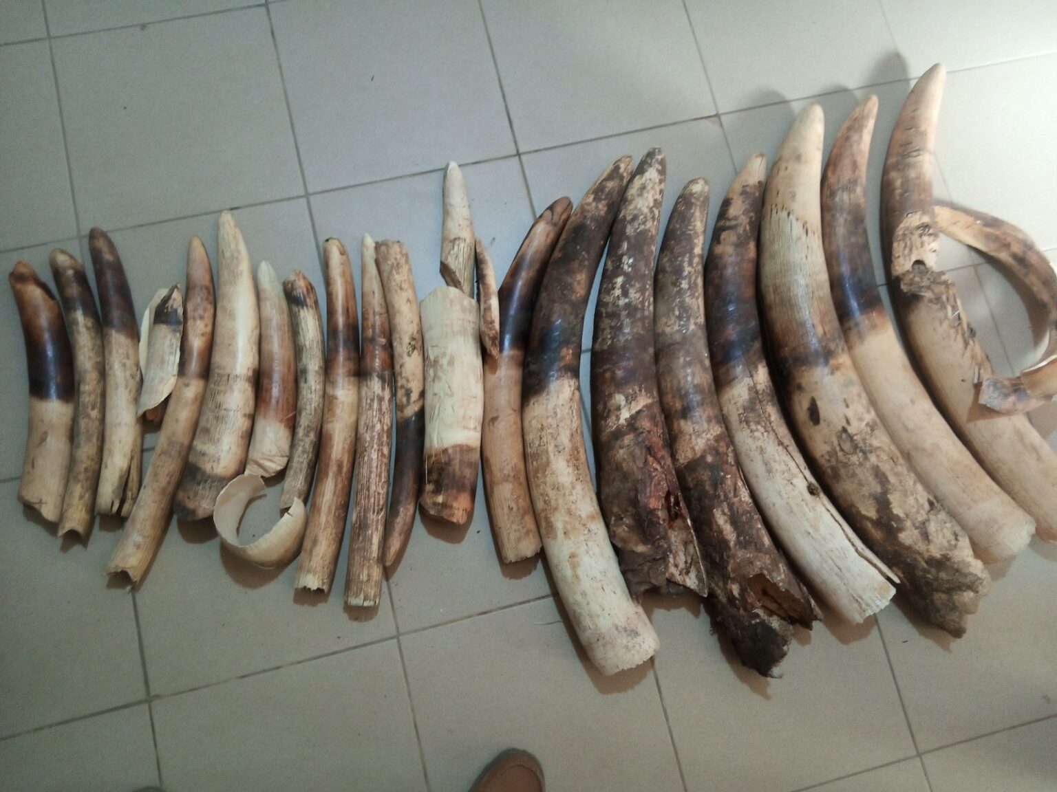 Braconnage des espèces sauvages et commerce illégal des espèces : Grave menace pour l’Afrique