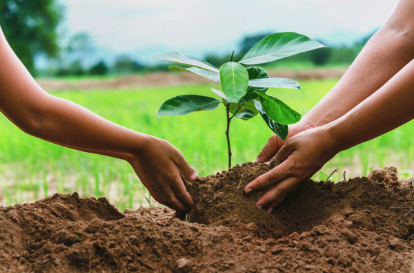 1er juin 2026 : Quand planter un arbre devient un devoir de mémoire au Togo