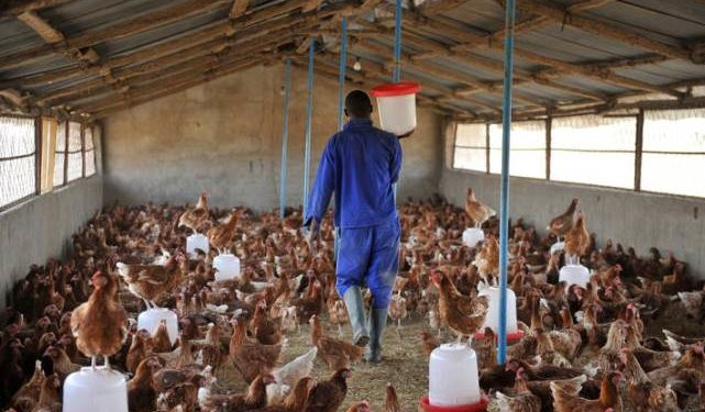 Grippe aviaire : Le sud du Togo sous surveillance